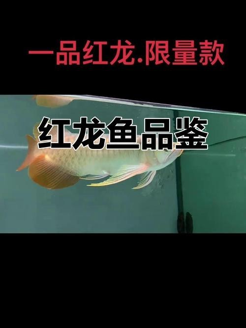 紅龍魚冠軍視頻大全圖片