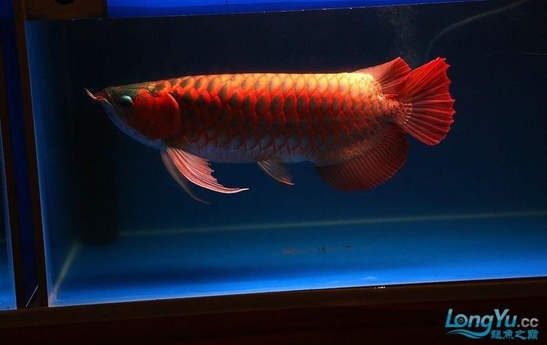 紅龍魚冠軍視頻大全圖片