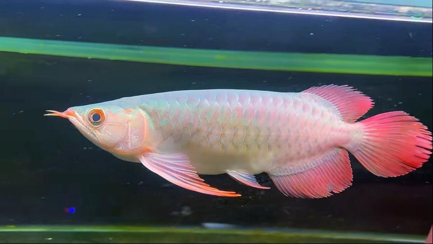 紅龍魚短身和長身的區別圖片