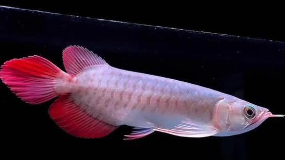 紅龍魚短身和長身的區別圖片