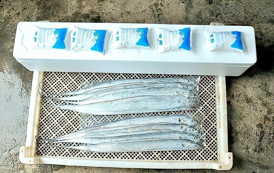 青島十大必吃海魚推薦 青島十大必吃海魚推薦 龍魚論壇 第5張