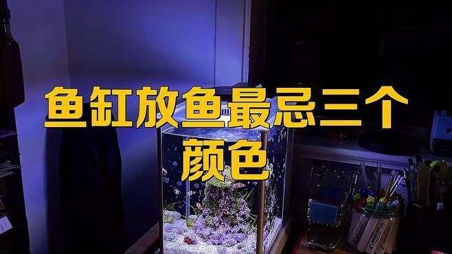 金魚最忌三種顏色