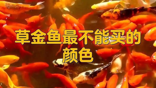 金魚最忌三種顏色