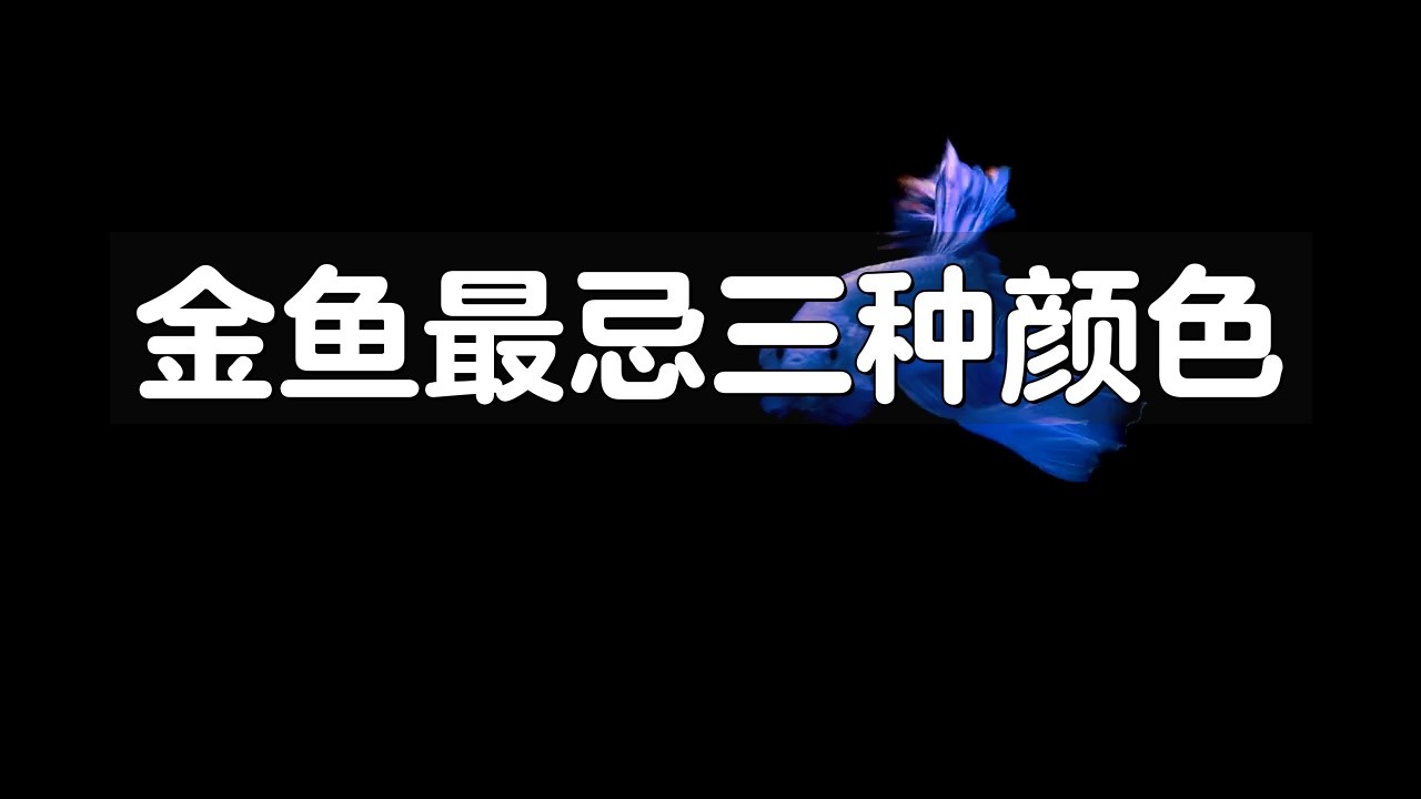 金魚最忌三種顏色