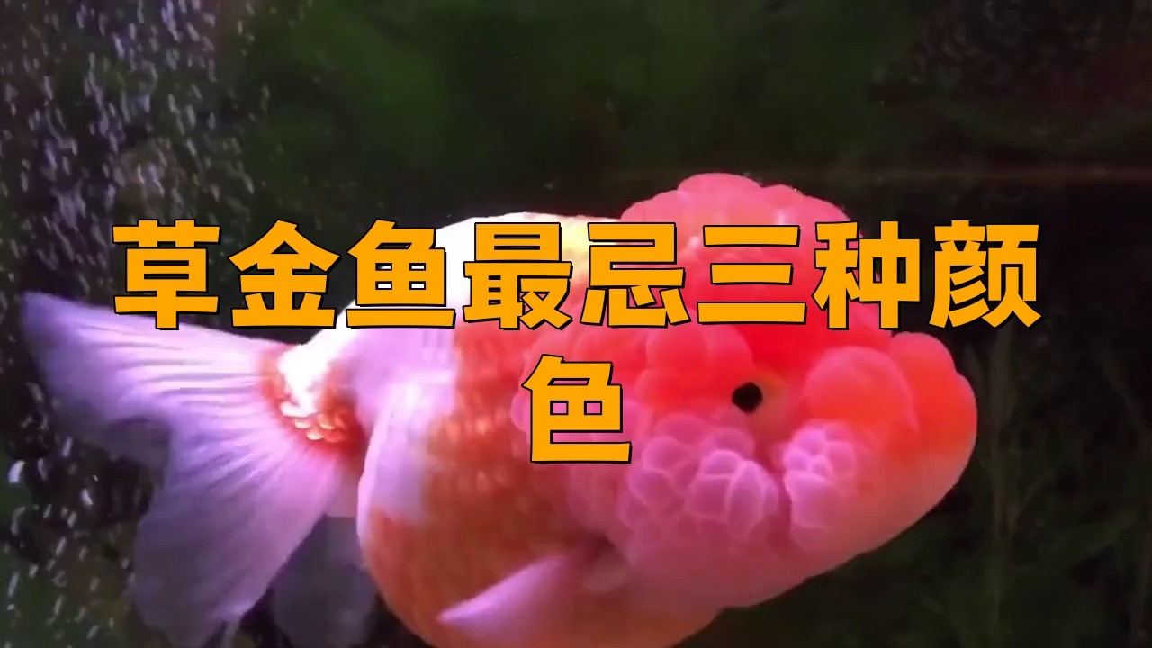 金魚最忌三種顏色
