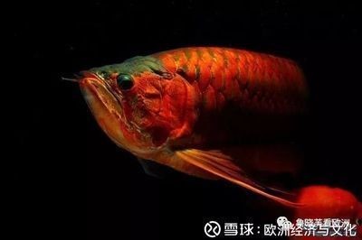 龍魚什么顏色最好