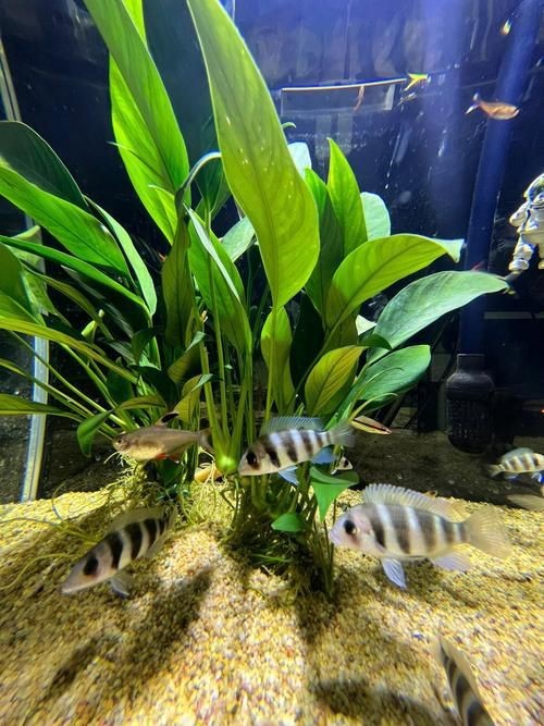 紅龍魚生長速度有多快（如何判斷紅龍魚是否健康）