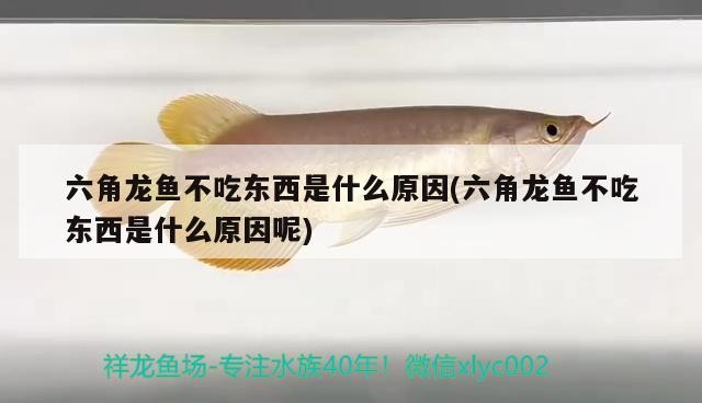 濰坊市坊子區魚翔淺底水族館