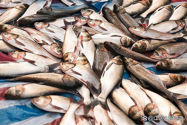 鳳尾魚為何不建議吃