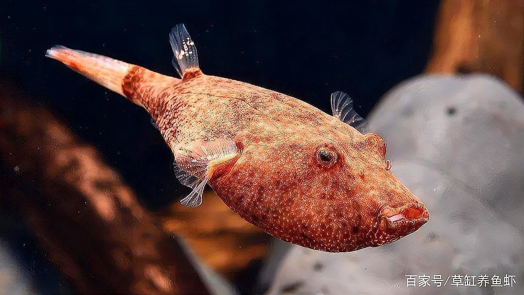 紅圓點狗頭魚好養嗎
