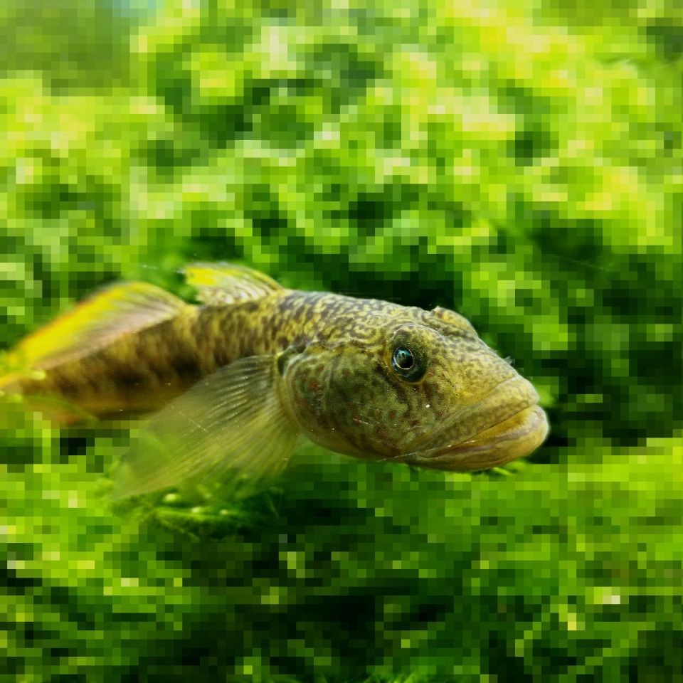 紅圓點狗頭魚好養嗎