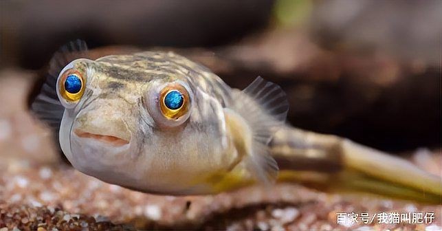 紅圓點狗頭魚好養嗎