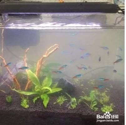 魚缸清潔與維護技巧：魚缸水質管理的重要性魚缸清潔與維護技巧魚缸水質管理