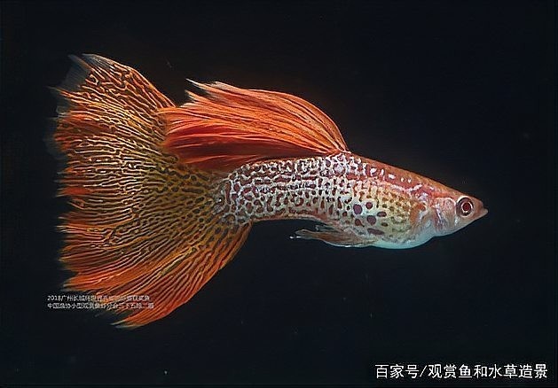 孔雀魚比賽視頻欣賞