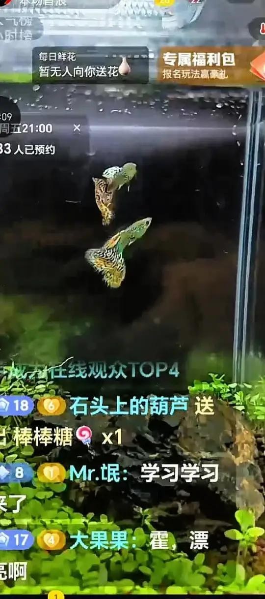 孔雀魚比賽視頻欣賞