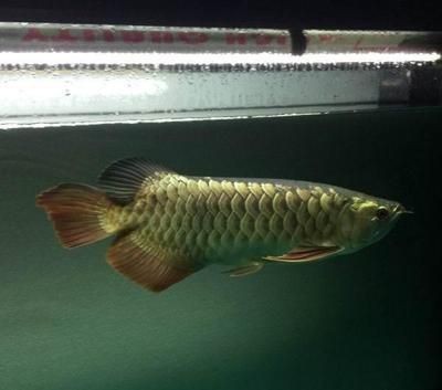 金龍魚應該開什么燈光
