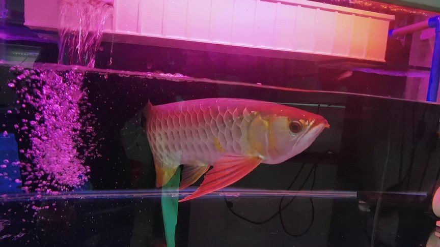 金龍魚應該開什么燈光