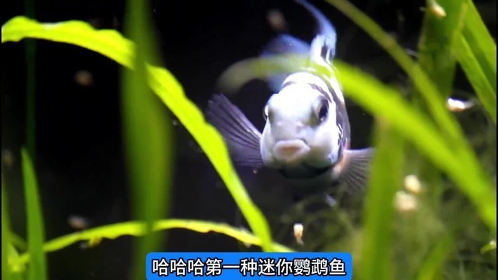 撫順市新撫新旺源水族館（撫順市新撫旺福運食品商行）