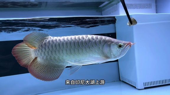 紅龍魚冠軍視頻播放 紅龍魚冠軍視頻播放 2025長城杯龍魚大賽 第4張