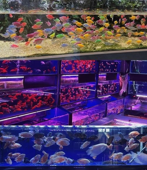 壹遇龍魚水族的具體位置在哪里？