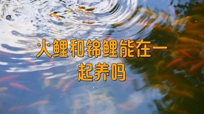 火龍魚能和錦鯉混養(yǎng)嗎
