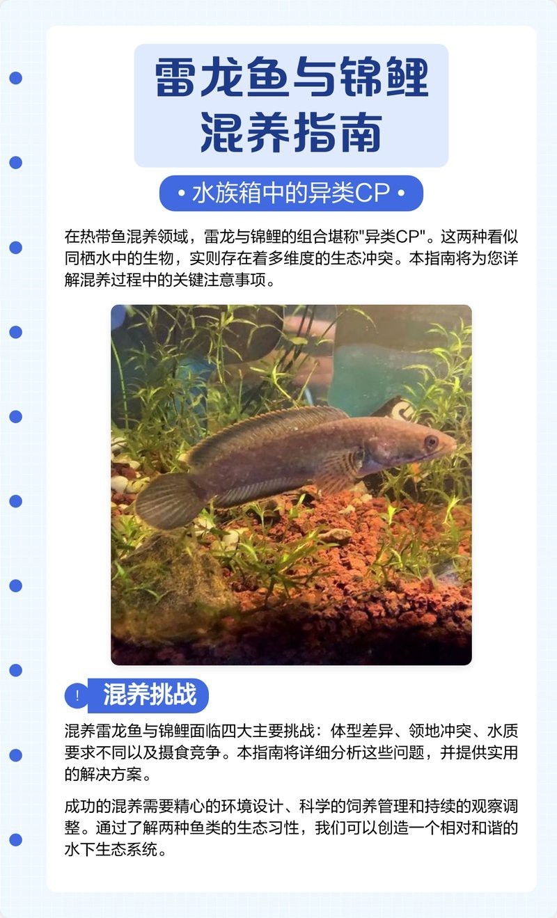 火龍魚能和錦鯉混養(yǎng)嗎