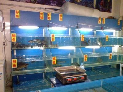 海鮮魚缸水質管理秘籍：海鮮館魚缸水質管理