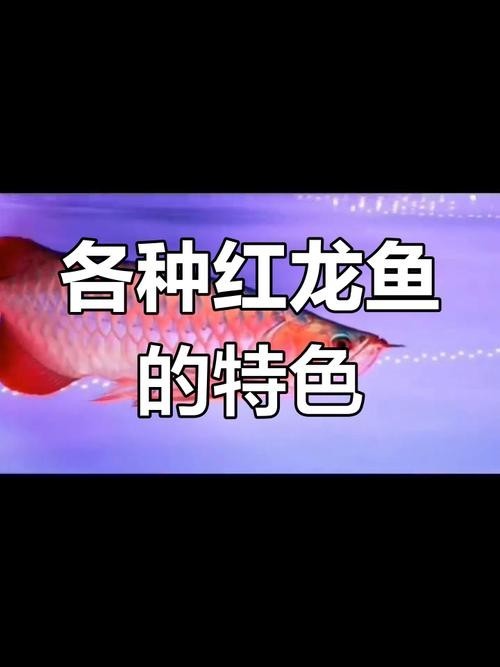 如何選購(gòu)一條5A賽級(jí)紅龍？