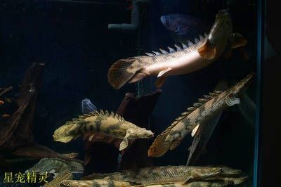 高溫對(duì)恐龍王魚的影響：高溫對(duì)恐龍王魚有著顯著的負(fù)面影響
