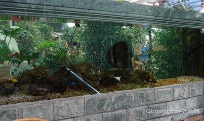 魚缸 牌子：市場上受歡迎的魚缸品牌