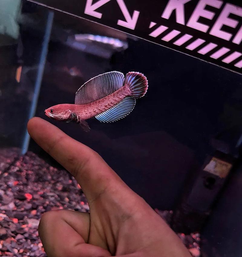 奶茶雷龍魚多少錢