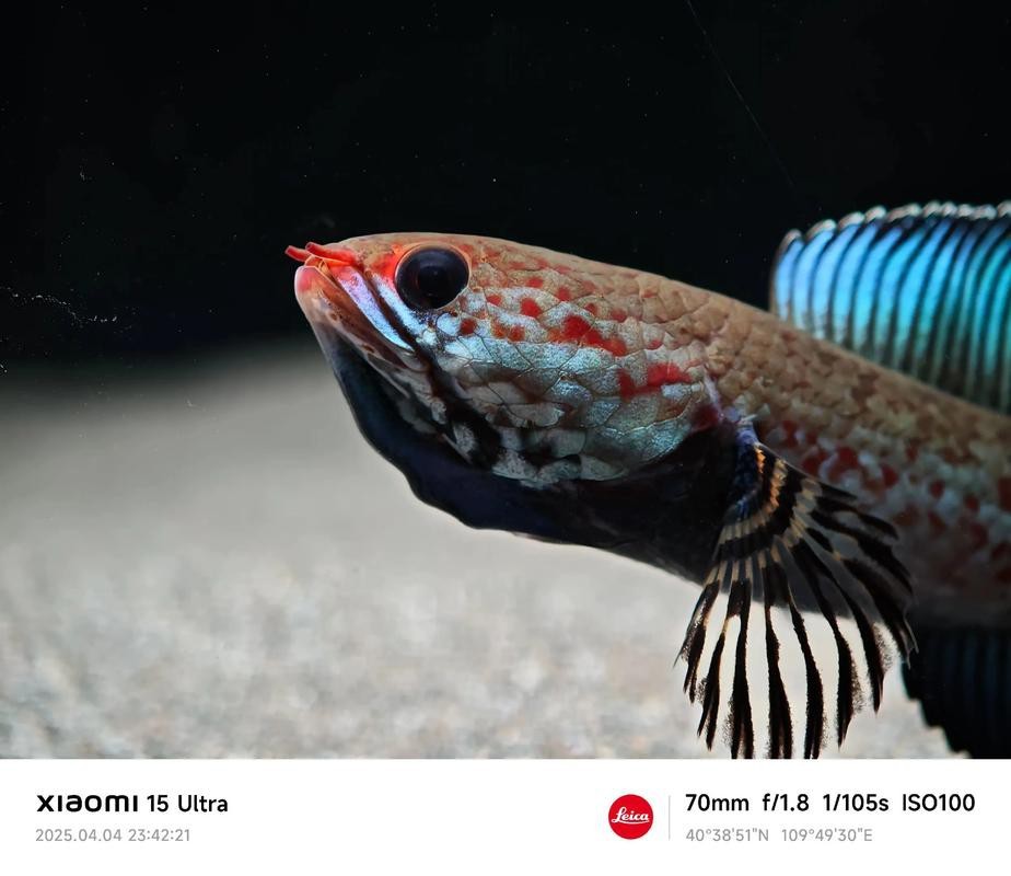 奶茶雷龍魚多少錢