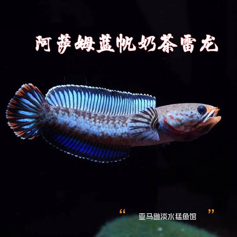 奶茶雷龍魚多少錢