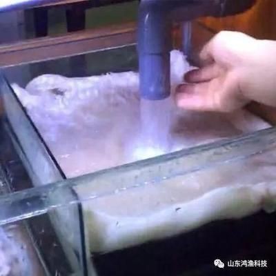 魚缸澄清劑使用方法：魚缸水質檢測方法，魚缸過濾系統優化，魚缸內植物養護技巧