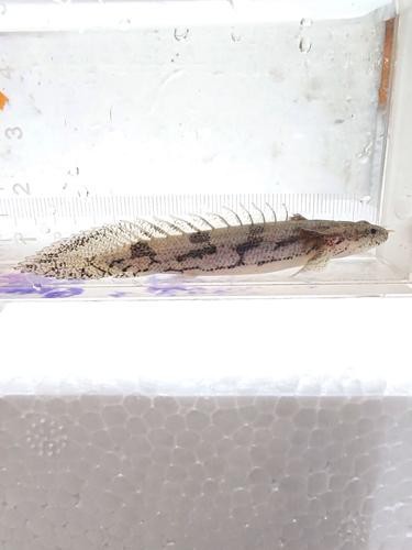 虎斑恐龍魚兇猛嗎圖片大全集高清