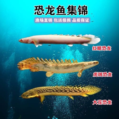 虎斑恐龍魚兇猛嗎圖片大全集高清
