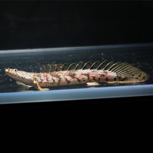 虎斑恐龍魚兇猛嗎圖片大全集高清