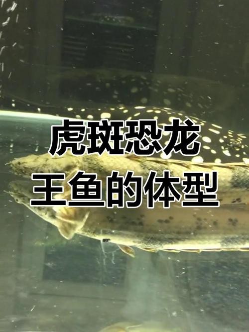 虎斑恐龍魚兇猛嗎圖片大全集高清