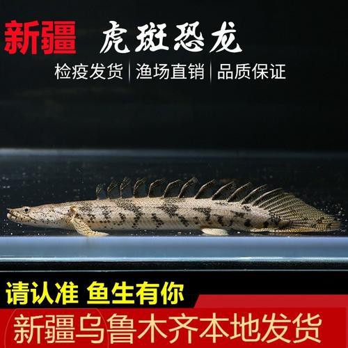 虎斑恐龍魚兇猛嗎圖片大全集高清