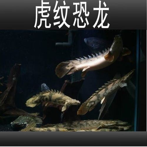 虎斑恐龍魚兇猛嗎圖片大全集高清