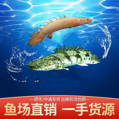 虎斑恐龍魚兇猛嗎圖片大全集高清
