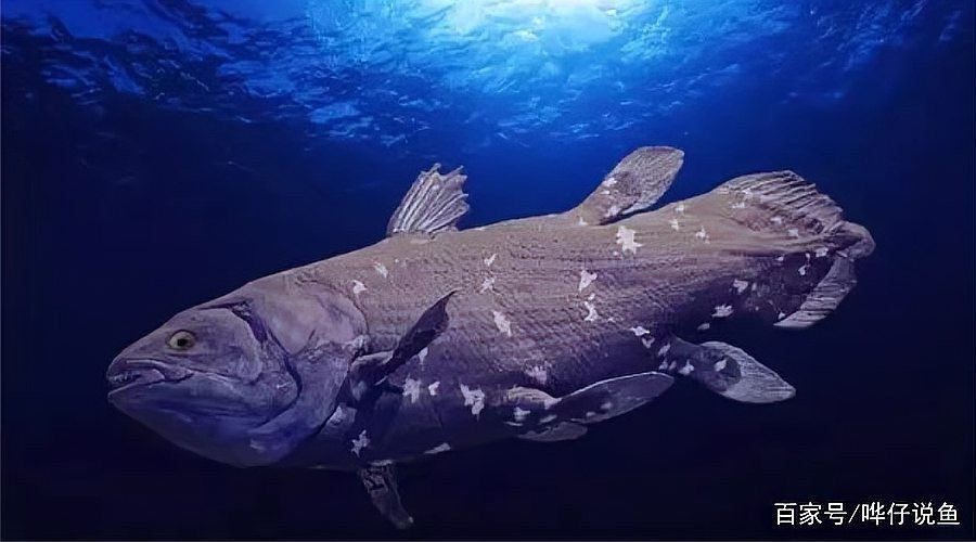 如何判斷福魟魟魚是否需要換水？，如何判斷福[需手動填充][需手動填充]魚是否需要換水