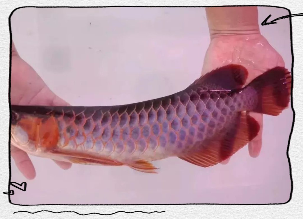 給我一些紅龍魚的高清圖片