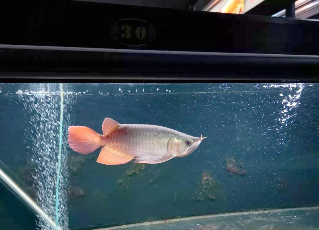 給我一些紅龍魚的高清圖片