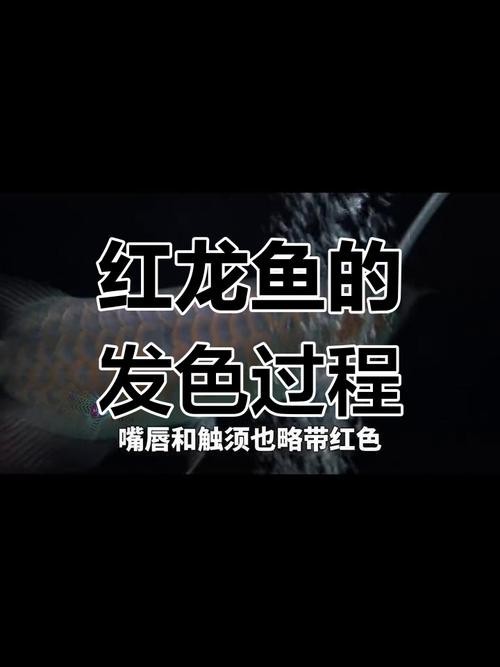給我一些紅龍魚的高清圖片
