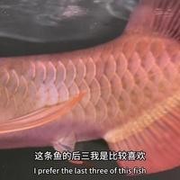 紅龍魚的挑選視頻介紹