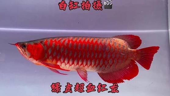 安巴旺紅龍魚有哪些血統？