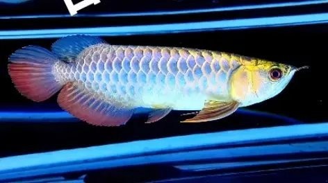 2025年龍魚冠軍龍魚的特征