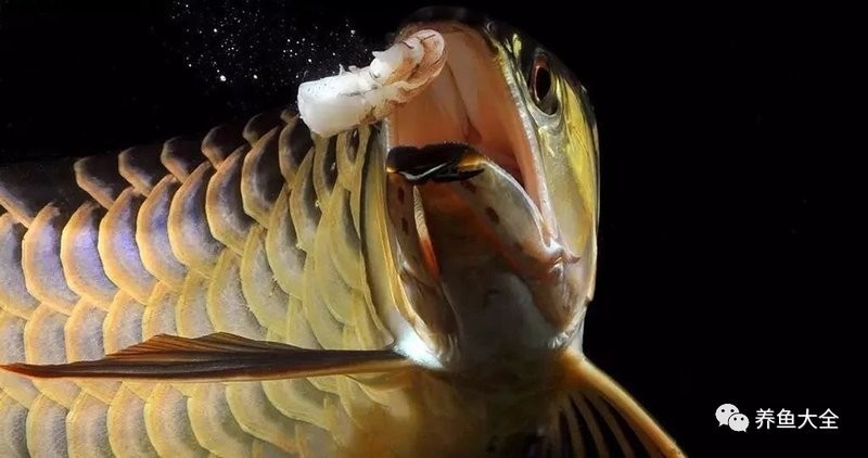 2025年龍魚冠軍龍魚的特征