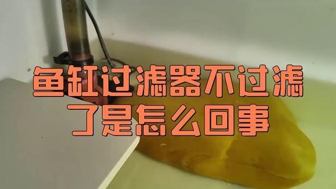 紅龍魚缸過濾系統(tǒng)如何設置